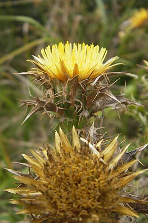 Carlina corymbosa \ Doldige Golddistel, E Zumaia 16.8.2011