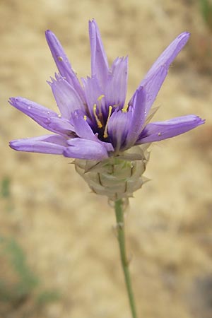 Catananche caerulea \ Blaue Rasselblume, E Sangüesa 18.8.2011