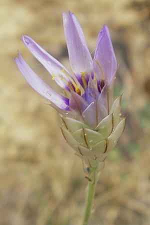 Catananche caerulea \ Blaue Rasselblume, E Sangüesa 18.8.2011