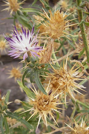 Centaurea calcitrapa \ Stern-Flockenblume, Fuangel-Flockenblume / Purple Star Thistle, E Sangüesa 18.8.2011