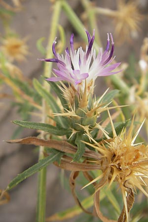 Centaurea calcitrapa \ Stern-Flockenblume, Fußangel-Flockenblume / Purple Star Thistle, E Sangüesa 18.8.2011