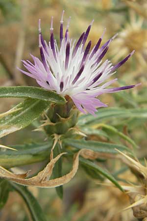 Centaurea calcitrapa \ Stern-Flockenblume, Fuangel-Flockenblume / Purple Star Thistle, E Sangüesa 18.8.2011