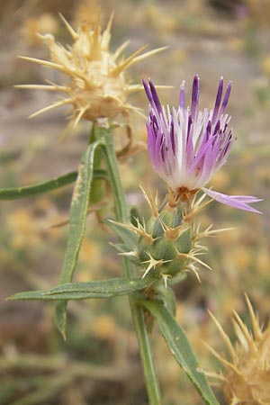 Centaurea calcitrapa \ Stern-Flockenblume, Fuangel-Flockenblume, E Sangüesa 18.8.2011