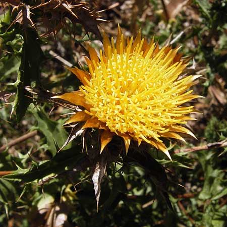 Carlina corymbosa \ Doldige Golddistel / Carline Thistle, E Picos de Europa, Potes 16.8.2012