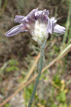 Catananche caerulea \ Blaue Rasselblume / Blue Cupidone, E Pyrenäen/Pyrenees, Estana 7.8.2018