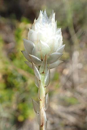 Catananche caerulea \ Blaue Rasselblume, E Pyrenäen, Estana 7.8.2018