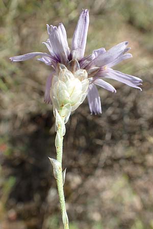 Catananche caerulea \ Blaue Rasselblume, E Pyrenäen, Estana 7.8.2018