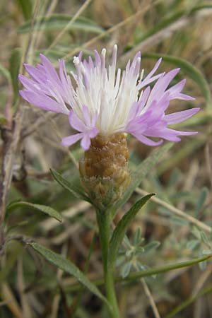 Centaurea jacea \ Wiesen-Flockenblume, E Sangüesa 18.8.2011