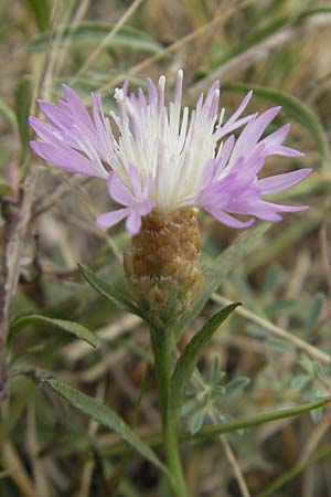 Centaurea jacea \ Wiesen-Flockenblume, E Sangüesa 18.8.2011