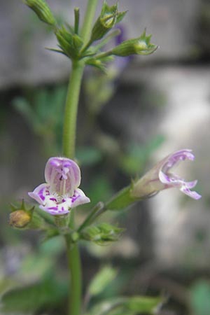 Clinopodium menthifolium subsp. ascendens \ Aufsteigende Bergminze, E Pyrenäen, Ordesa 24.8.2011