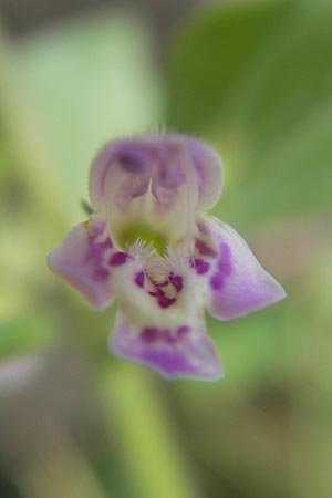 Clinopodium menthifolium subsp. ascendens \ Aufsteigende Bergminze / Common Calamint, E Pyrenäen/Pyrenees, Ordesa 24.8.2011