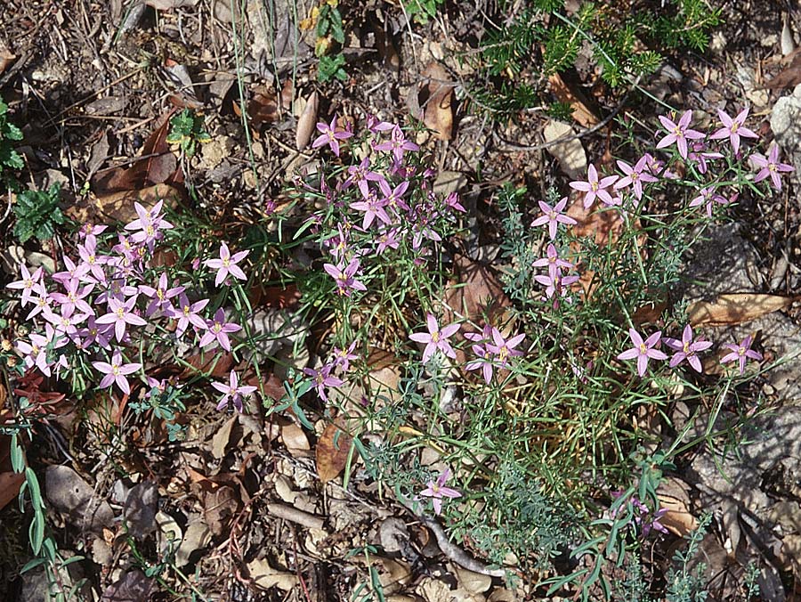 Centaurium tenuiflorum / Slender Centaury, E Sierra de Cardo 1.7.1998