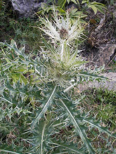 Cirsium glabrum \ Blagelbe Pyrenen-Kratzdistel, E Pyrenäen, Ordesa 23.8.2011