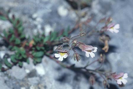 Chaenorhinum origanifolium subsp. origanifolium \ Piemonteser Leinkraut / Dwarf Snapdragon, Malling Toadflax, E Prov. Teruel, Cascada de la Hiedra 20.6.2003