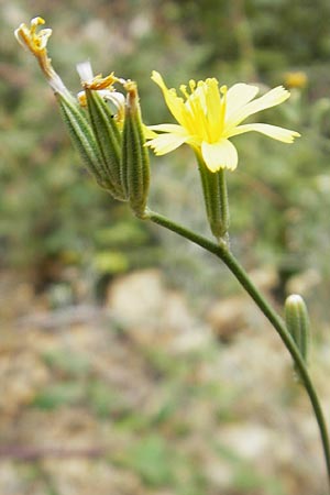 Chondrilla juncea \ Binsen-Knorpellattich, Groer Knorpellattich, E Pyrenäen, Boltaa 24.8.2011