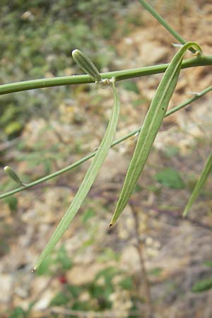 Chondrilla juncea / Rush Skeletonweed, E Pyrenees, Boltaa 24.8.2011