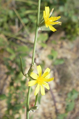 Chondrilla juncea \ Binsen-Knorpellattich, Groer Knorpellattich, E Pyrenäen, Boltaa 24.8.2011