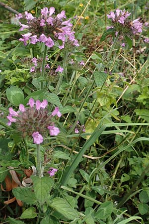 Clinopodium vulgare \ Wirbeldost / Wild Basil, E Pyrenäen/Pyrenees, Castellar de N'Hug 5.8.2018