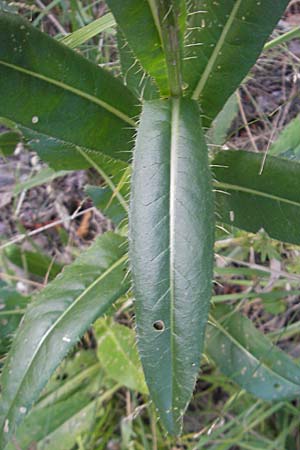 Cirsium monspessulanum \ Montpellier-Kratzdistel / Montpellier Thistle, E Pyrenäen/Pyrenees, Jaca 21.8.2011