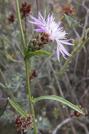 Centaurea jacea \ Wiesen-Flockenblume / Brown Knapweed, E Sangüesa 18.8.2011