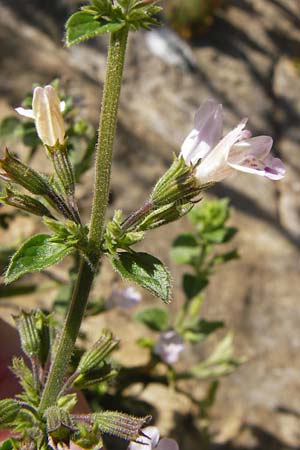 Clinopodium nepeta \ Kleinbltige Bergminze, E Lekeitio 6.8.2012