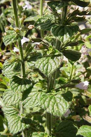 Clinopodium nepeta \ Kleinbltige Bergminze / Lesser Calamint, E Lekeitio 6.8.2012