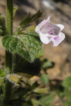 Clinopodium nepeta \ Kleinbltige Bergminze, E Lekeitio 6.8.2012