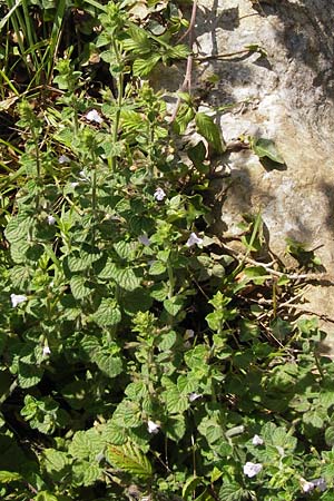 Calamintha nepeta subsp. nepeta \ Kleinblütige Bergminze / Lesser Calamint, E Lekeitio 6.8.2012