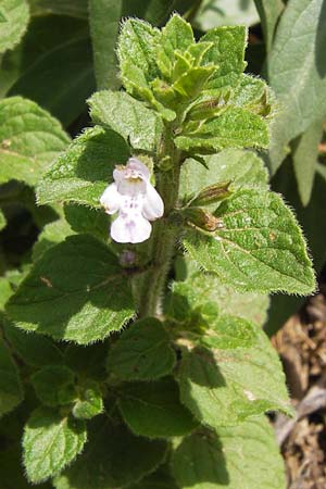 Clinopodium nepeta \ Kleinbltige Bergminze / Lesser Calamint, E Lekeitio 6.8.2012