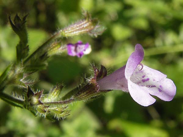 Clinopodium nepeta \ Kleinbltige Bergminze, E Asturien, Cangas de Onis 8.8.2012