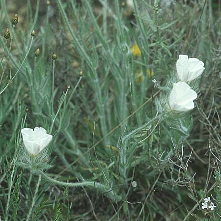 Convolvulus lanuginosus \ Kurzwollige Winde / Woolly Bindweed, E Sierra de Cardo 1.5.2004