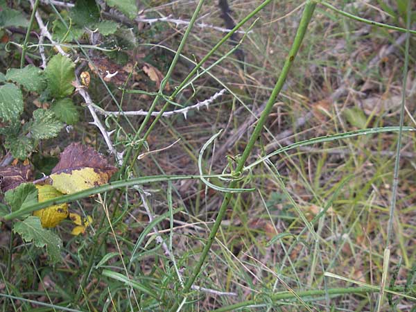 Cephalaria leucantha \ Weier Schuppenkopf, E Sangüesa 18.8.2011