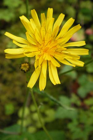 Crepis lampsanoides / False Nipplewort, E Picos de Europa, Covadonga 7.8.2012