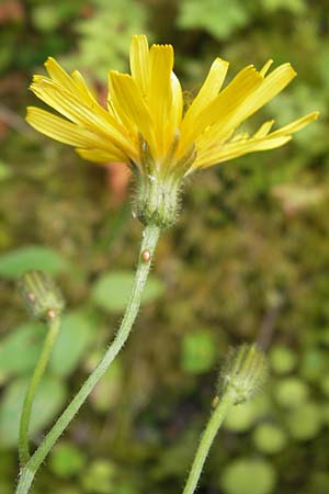 Crepis lampsanoides / False Nipplewort, E Picos de Europa, Covadonga 7.8.2012