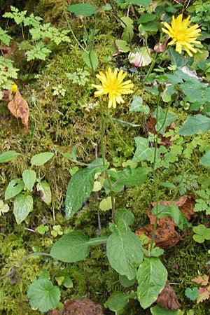 Crepis lampsanoides \ Rainkohl-Pippau / False Nipplewort, E Picos de Europa, Covadonga 7.8.2012