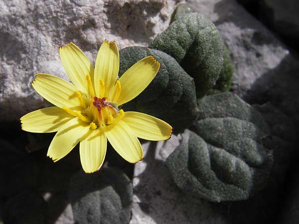 Crepis pygmaea \ Zwerg-Pippau, E Picos de Europa, Fuente De 14.8.2012