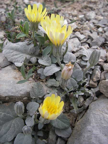 Crepis pygmaea \ Zwerg-Pippau / Pygmy Hawk's-Beard, E Picos de Europa, Fuente De 14.8.2012