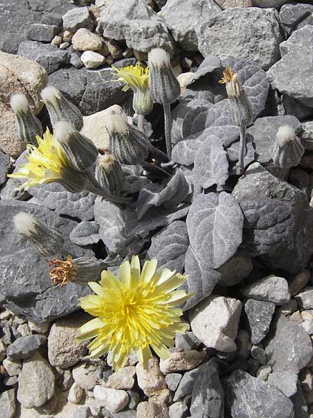 Crepis pygmaea \ Zwerg-Pippau, E Picos de Europa, Fuente De 14.8.2012