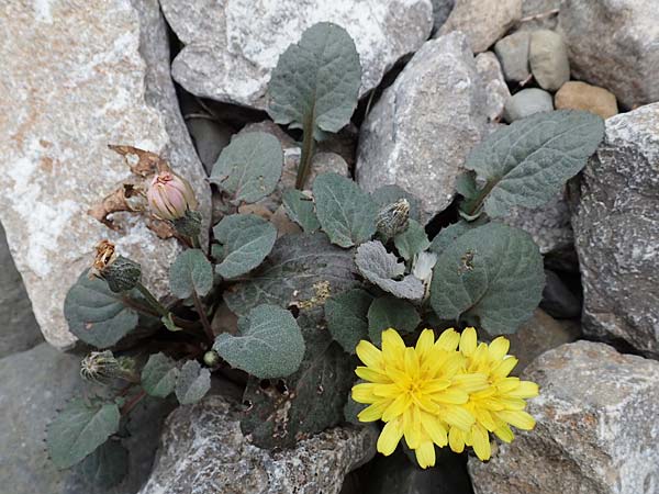 Crepis pygmaea \ Zwerg-Pippau / Pygmy Hawk's-Beard, E Pyrenäen/Pyrenees, Prat de Cadi 6.8.2018