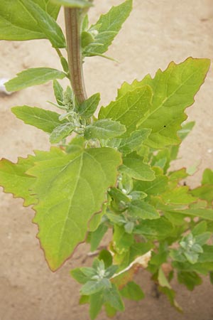 Chenopodium quinoa \ Reismelde, Inka-Reis / Quinoa, E Asturien/Asturia Ribadesella 10.8.2012