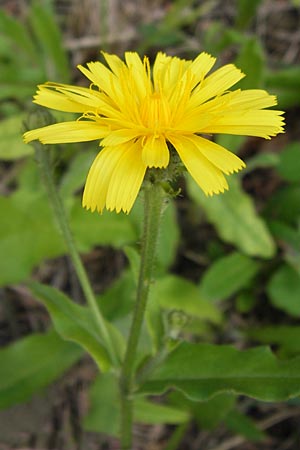 Picris hieracioides subsp. umbellata / Umbellate Ox-Tongue, E Lekeitio 6.8.2012