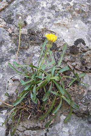 Crepis albida subsp. asturica \ Asturischer Pippau, E Picos de Europa, Cain 9.8.2012