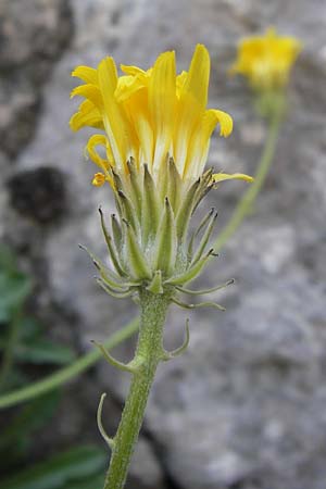 Crepis albida subsp. asturica \ Asturischer Pippau / Asturian Hawk's-Beard, E Picos de Europa, Cain 9.8.2012