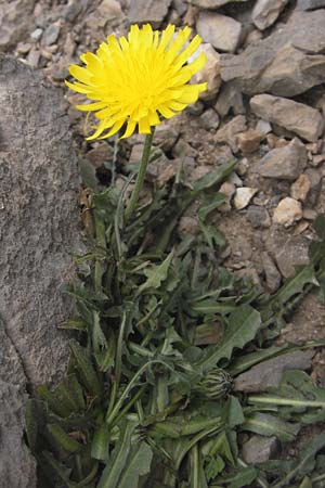 Crepis albida subsp. asturica \ Asturischer Pippau / Asturian Hawk's-Beard, E Picos de Europa, Fuente De 14.8.2012