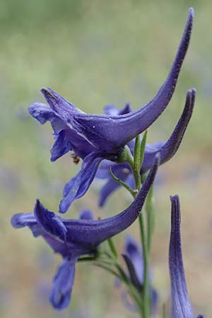 Delphinium consolida subsp. consolida / Forking Larkspur, E Pyrenees, Prat de Cadi 6.8.2018