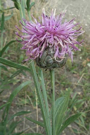 Centaurea scabiosa / Greater Knapweed, E Pyrenees, Erill la Vall in Boi - Valley 16.8.2006