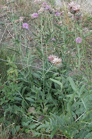 Centaurea scabiosa / Greater Knapweed, E Pyrenees, Erill la Vall in Boi - Valley 16.8.2006