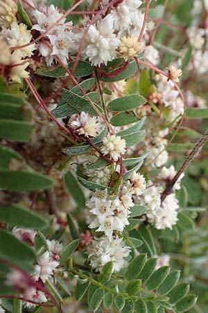 Cuscuta epithymum \ Quendel-Seide / Dodder, E Pyrenäen/Pyrenees, Prat de Cadi 6.8.2018