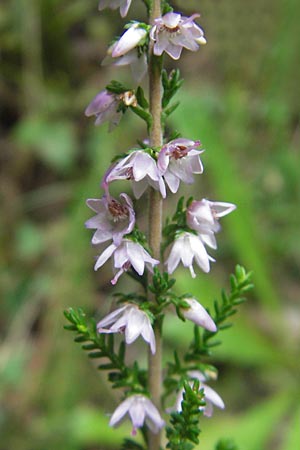 Calluna vulgaris \ Heidekraut, Besen-Heide / Heather, E Bermeo 17.8.2011