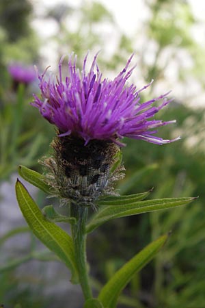 Centaurea nigra \ Schwarze Flockenblume / Common Knapweed, Lesser Knapweed, E Lekeitio 6.8.2012